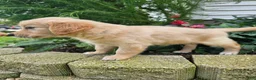 Golden Retriever dogs for sale: Bree - Ad 7