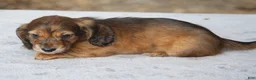 Dachshund dogs for sale: Red Brindle Longhair Small Standard - Ad 3