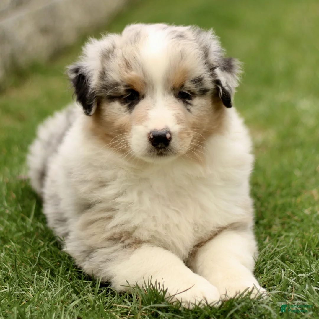 Australian Shepherd dogs for sale: Stanley  - Ad 1