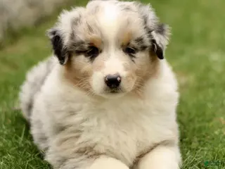 Australian Shepherd dogs for sale: Stanley - Ad 1