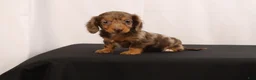 Dachshund dogs for sale: Pinto - Ad 6
