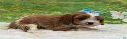 Cavapoo dogs for sale: Teddy - Ad 3