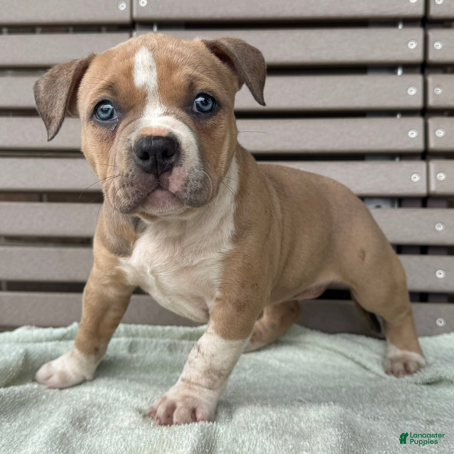 American Bully dogs Faye - Ad 1