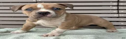 American Bully dogs for sale: Faye - Ad 1