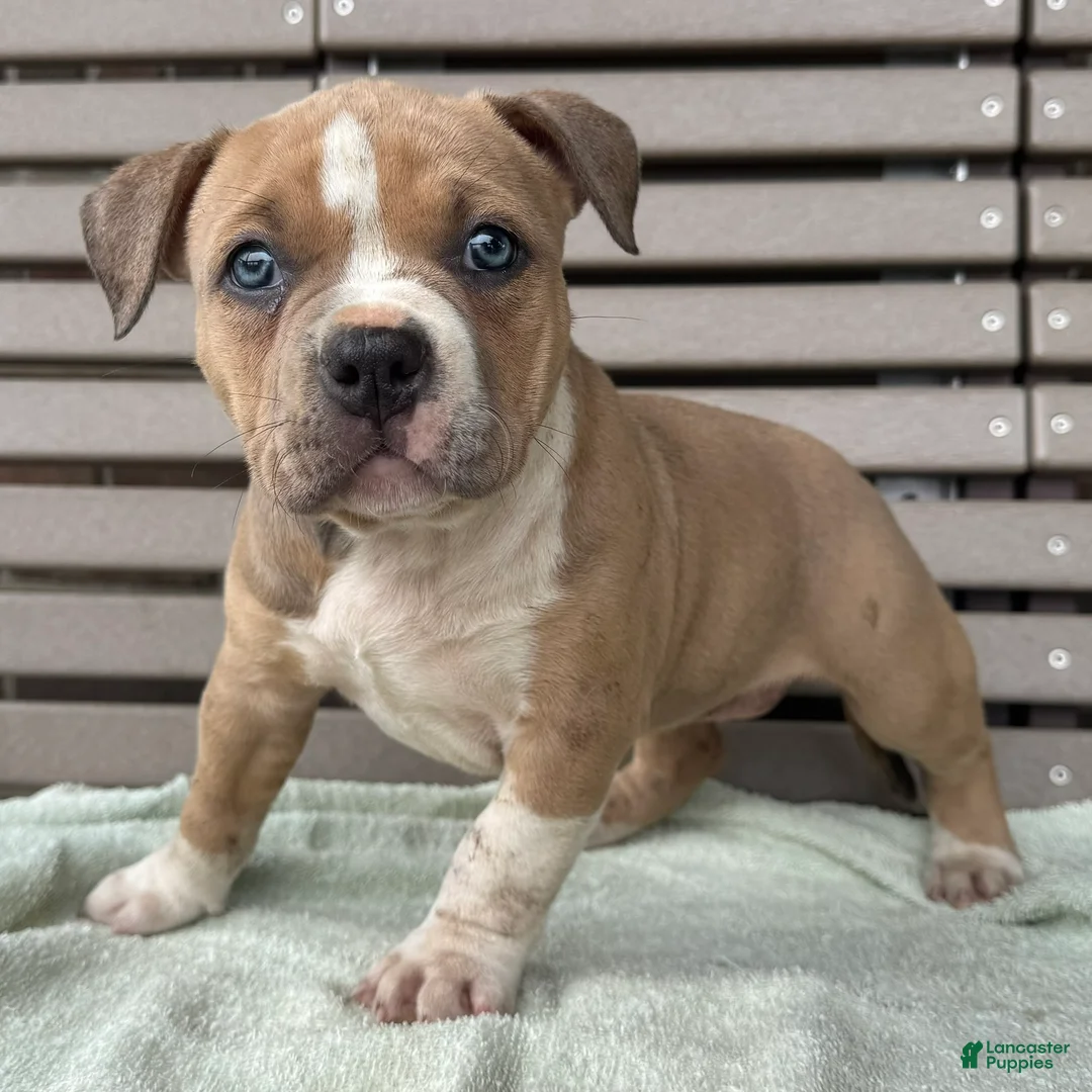 American Bully dogs for sale: Faye - Ad 1