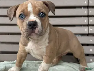 American Bully dogs for sale: Faye - Ad 4