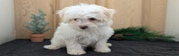 Havanese dogs for sale: Mya - Ad 2