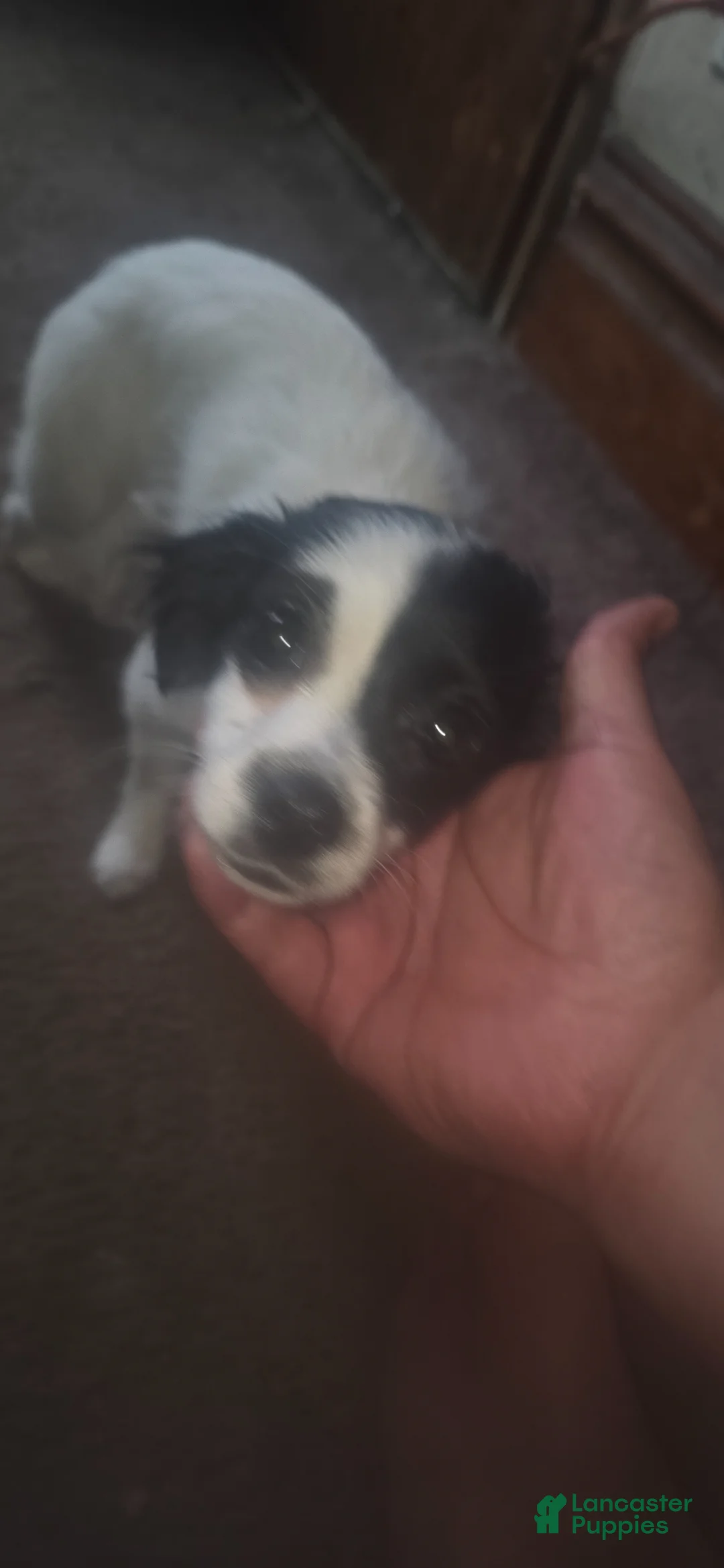 Mixed Breed dogs for sale: Speckle And-Freckle  - Ad 1