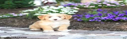 Mini Bernedoodle dogs for sale: Pedro - Ad 5