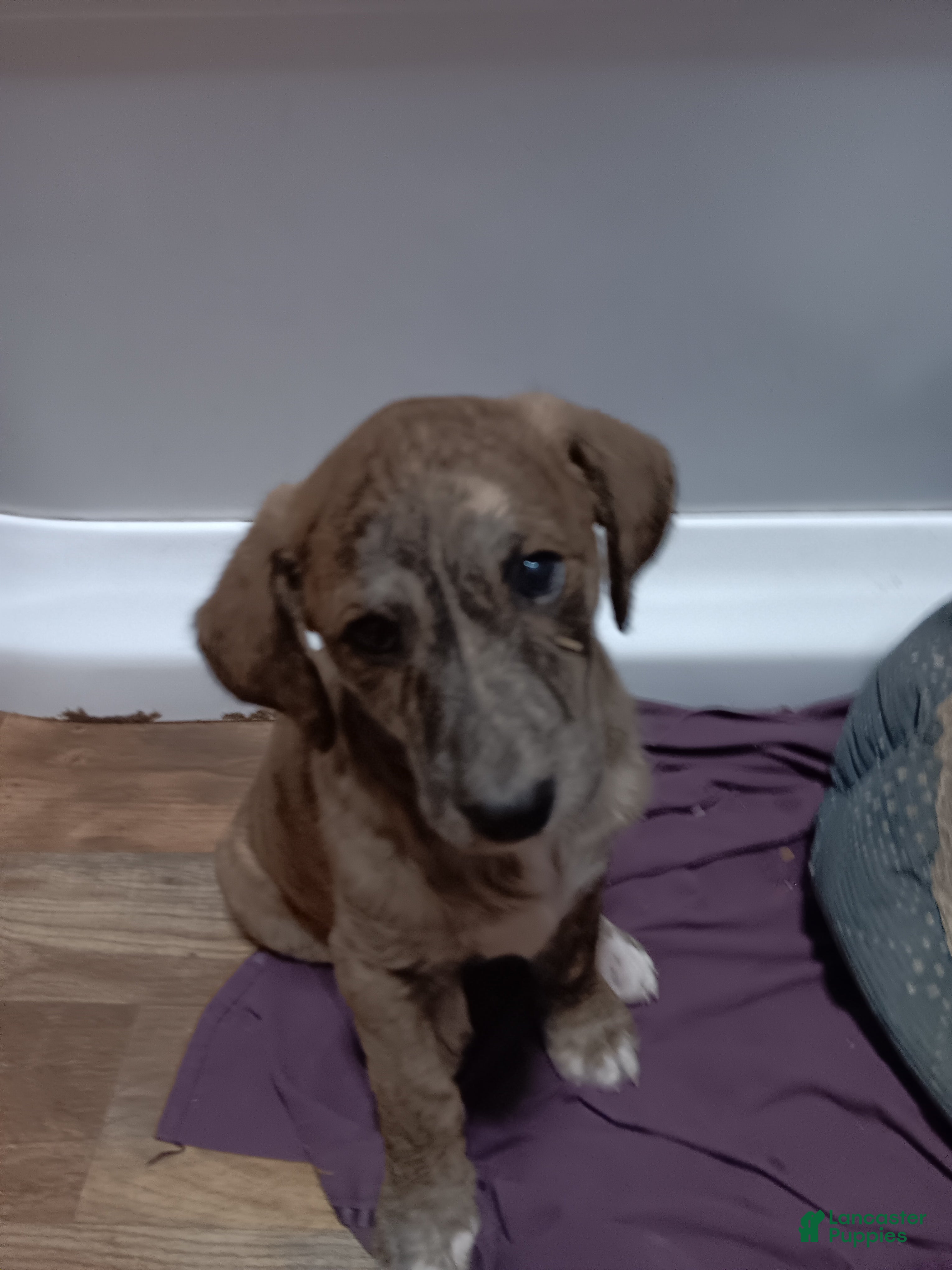 Labradoodle dogs Little baby  - Ad 11