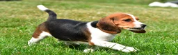 Beagle dogs for sale: Milo - Ad 3