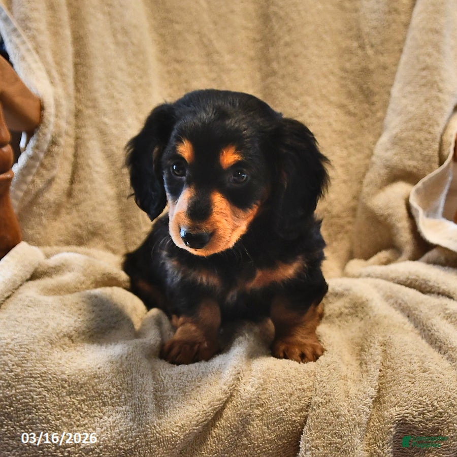 Miniature Dachshund dogs Stubby   - Ad 2