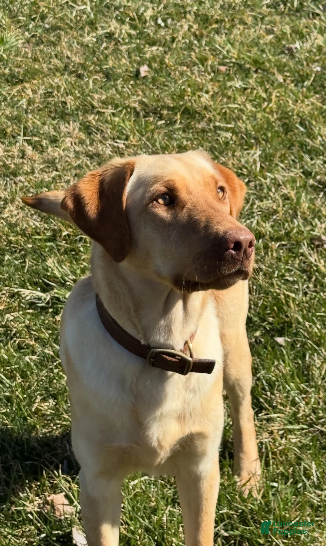 Labrador Retriever dogs for sale: Labrador Retriever 4 - Ad 2
