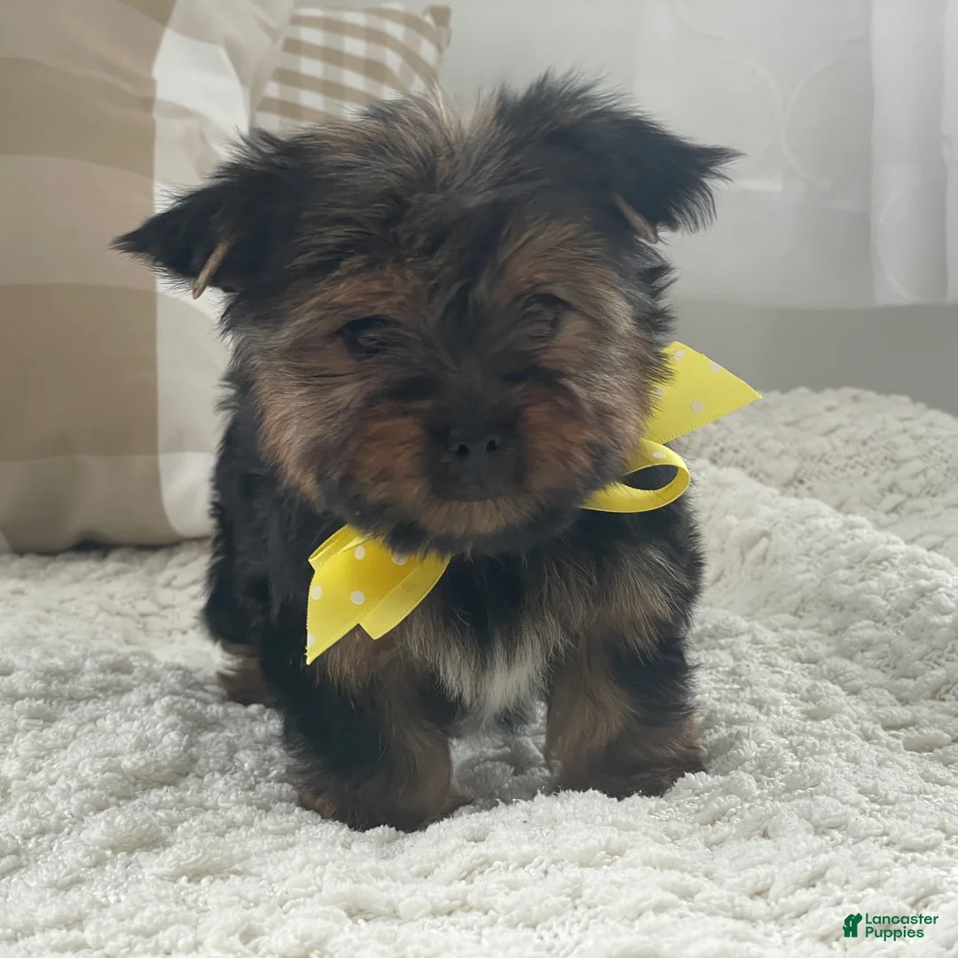 Yorkshire Terrier dogs for sale: Fluffy - Ad 6