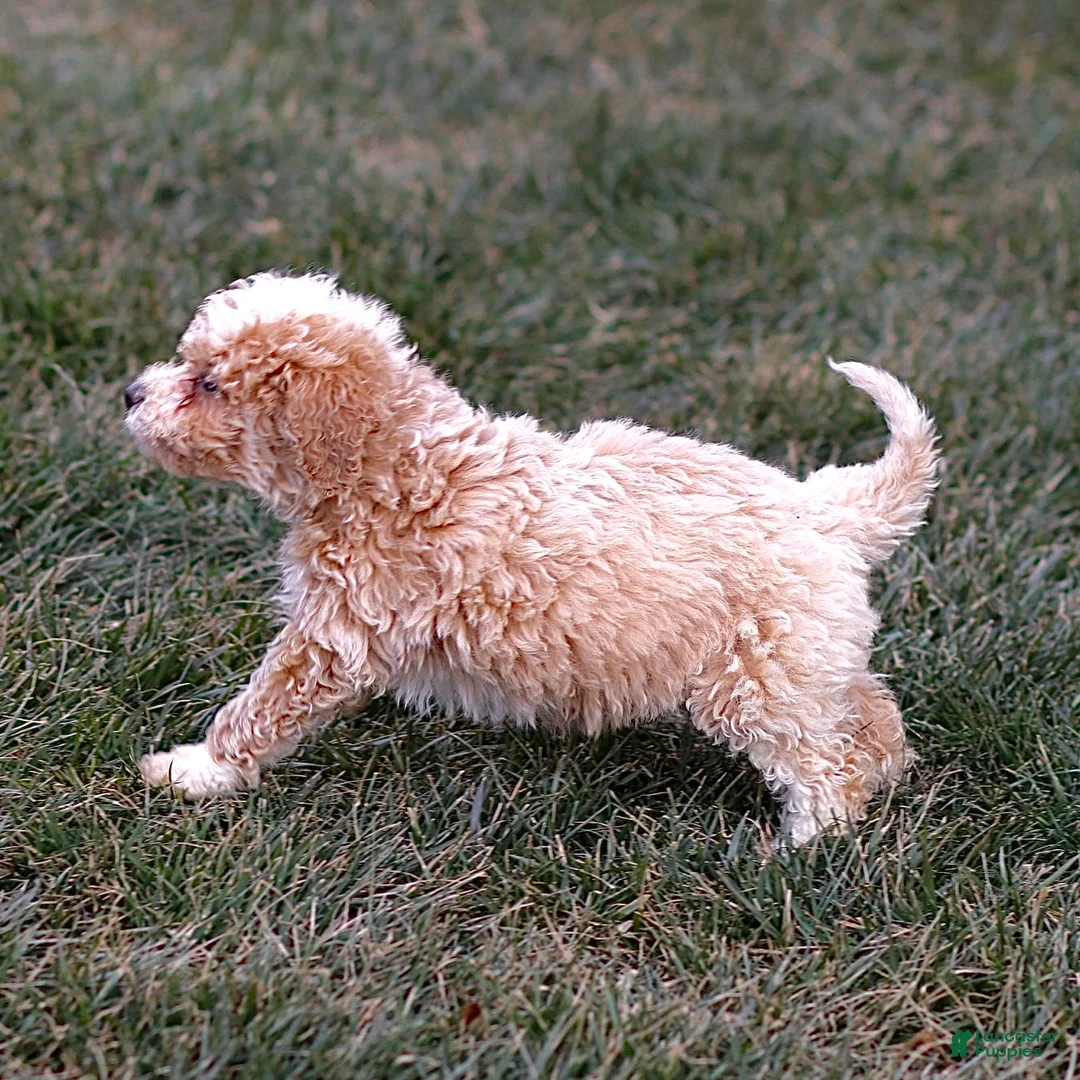 Mini Bernedoodle dogs for sale: Hans - Ad 6