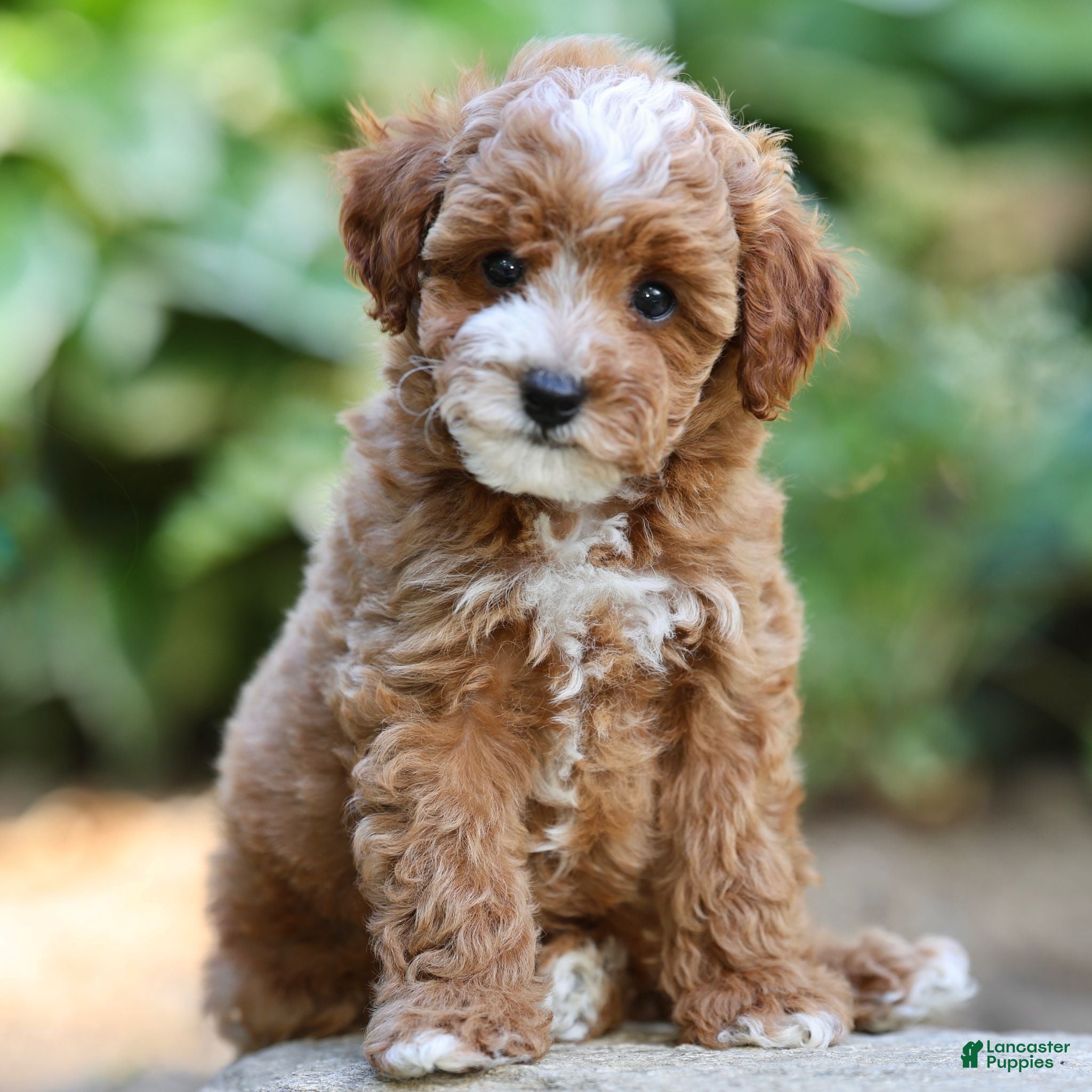 Toy Poodle dogs Piper - Ad 2