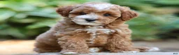 Toy Poodle dogs for sale: Piper - Ad 2