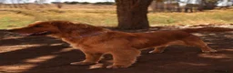 Golden Retriever dogs for sale: Daisy -AKC, Genetically Clear - Ad 9
