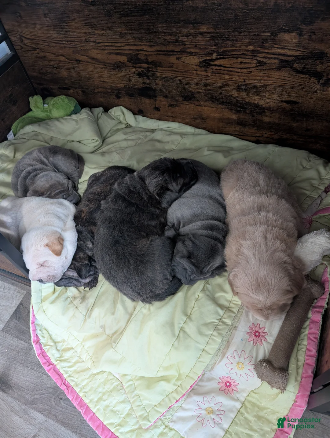 Mixed Breed dogs for sale: Puppy 3 - Ad 2