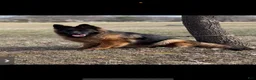 German Shepherd dogs for sale: Daisy - Ad 5