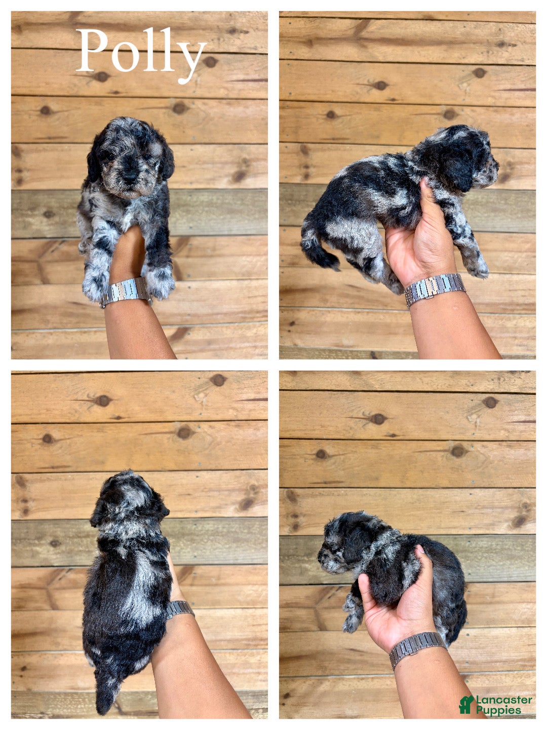 Mini Goldendoodle dogs Polly- Micro mini - Ad 1