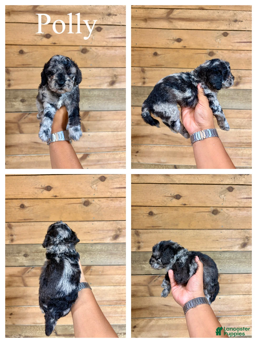 Mini Goldendoodle dogs for sale: Polly- Micro mini - Ad 1