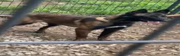 Belgian Malinois dogs for sale: Belgian Malinois 1 - Ad 3