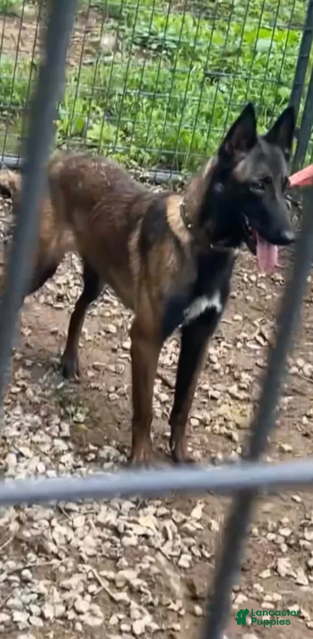 Belgian Malinois dogs for sale: Belgian Malinois 1 - Ad 3
