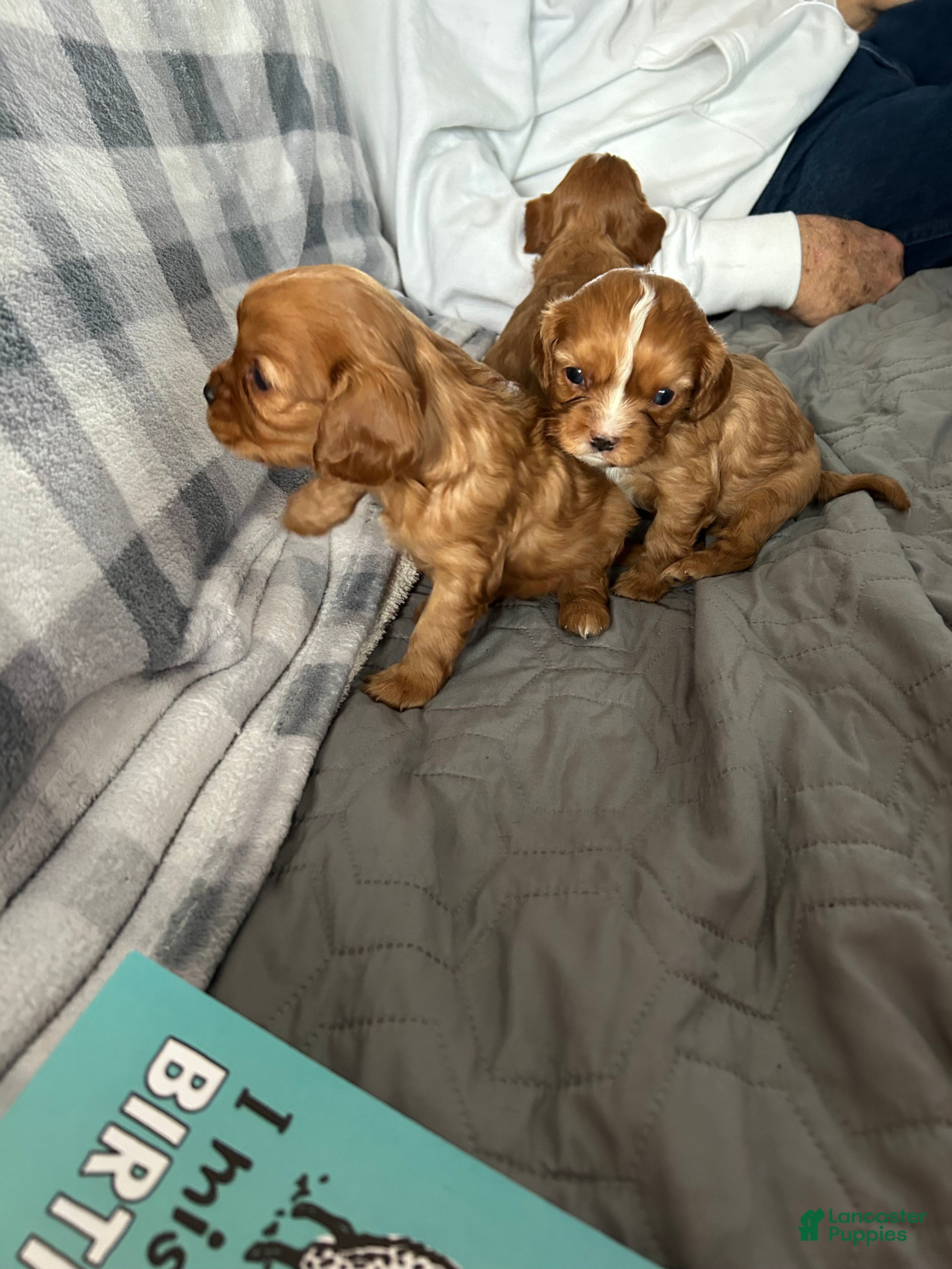 Cavalier King Charles Spaniel dogs for sale: Rocket - Ad 4