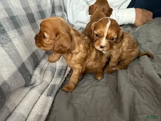 Cavalier King Charles Spaniel dogs Rocket - Ad 42