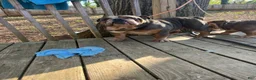 English Bulldog dogs for sale: English Bulldog 1 - Ad 4