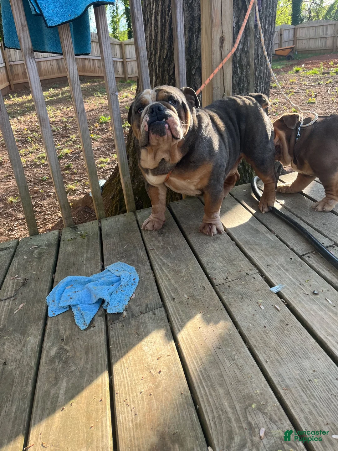 English Bulldog dogs for sale: English Bulldog 1 - Ad 4
