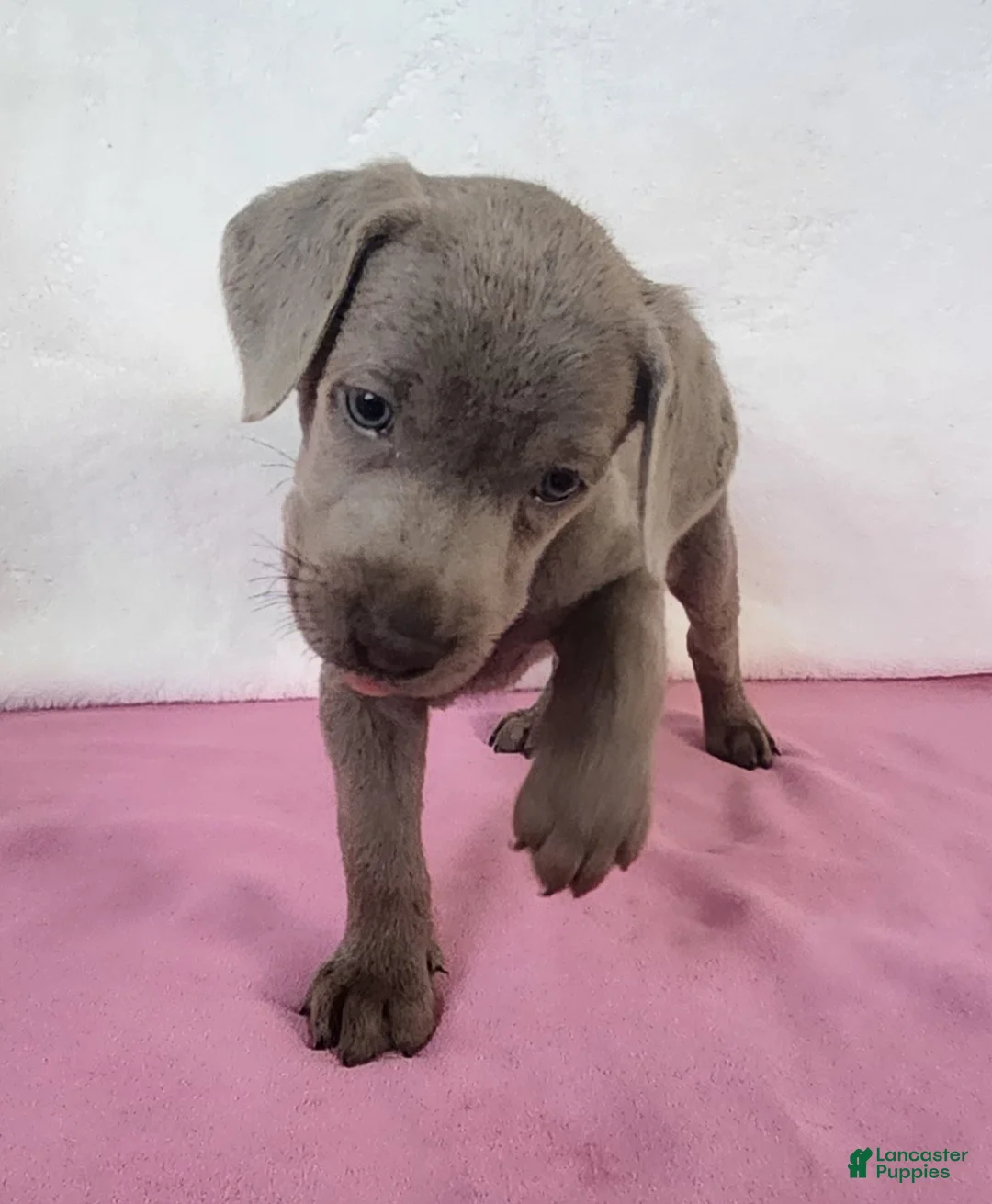 Labrador Retriever dogs for sale: Bouncing Betsy - Ad 5