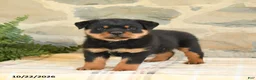 Rottweiler dogs for sale: Blake - Ad 2