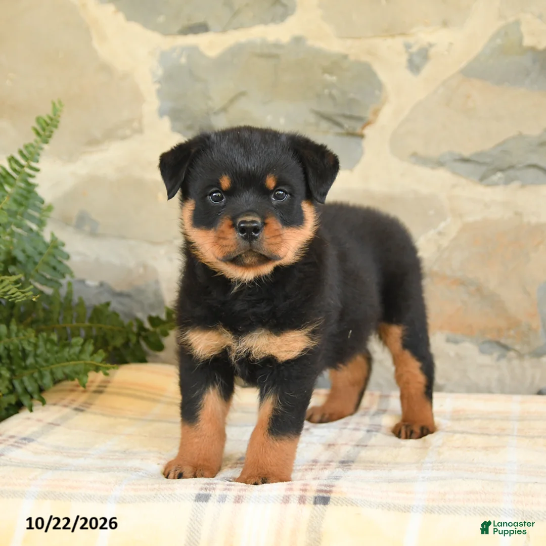 Rottweiler dogs for sale: Blake - Ad 2