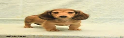 Dachshund dogs for sale: Lee - Ad 3