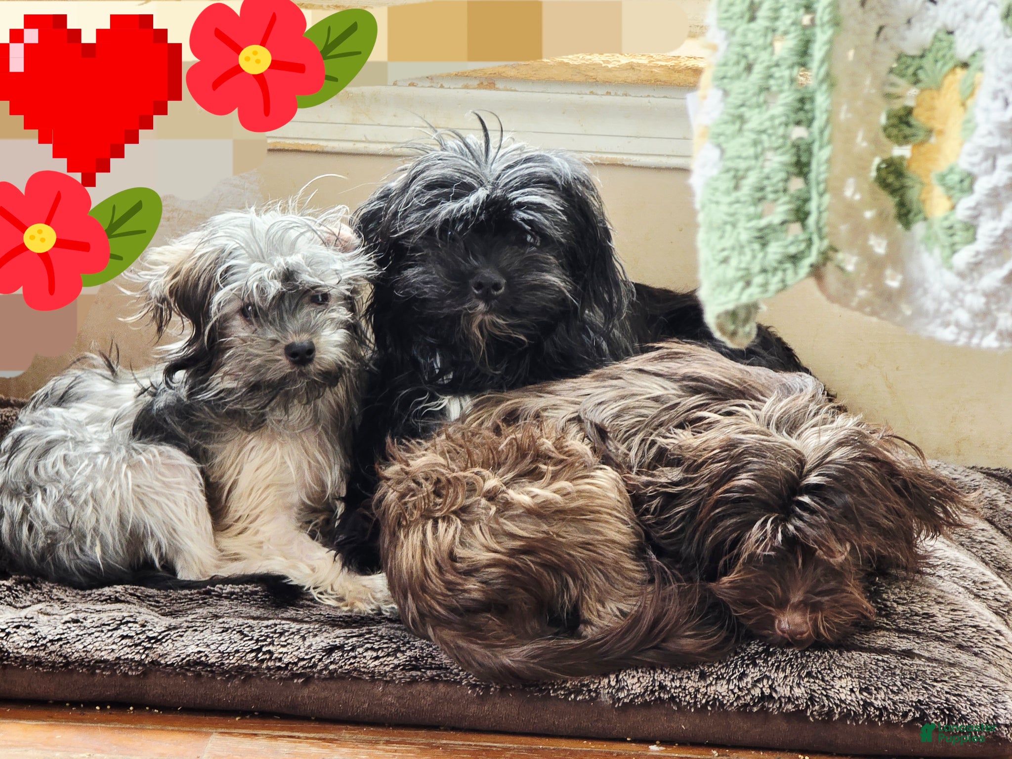 Mixed Breed dogs Mixed Breed Puppy 1 - Ad 2