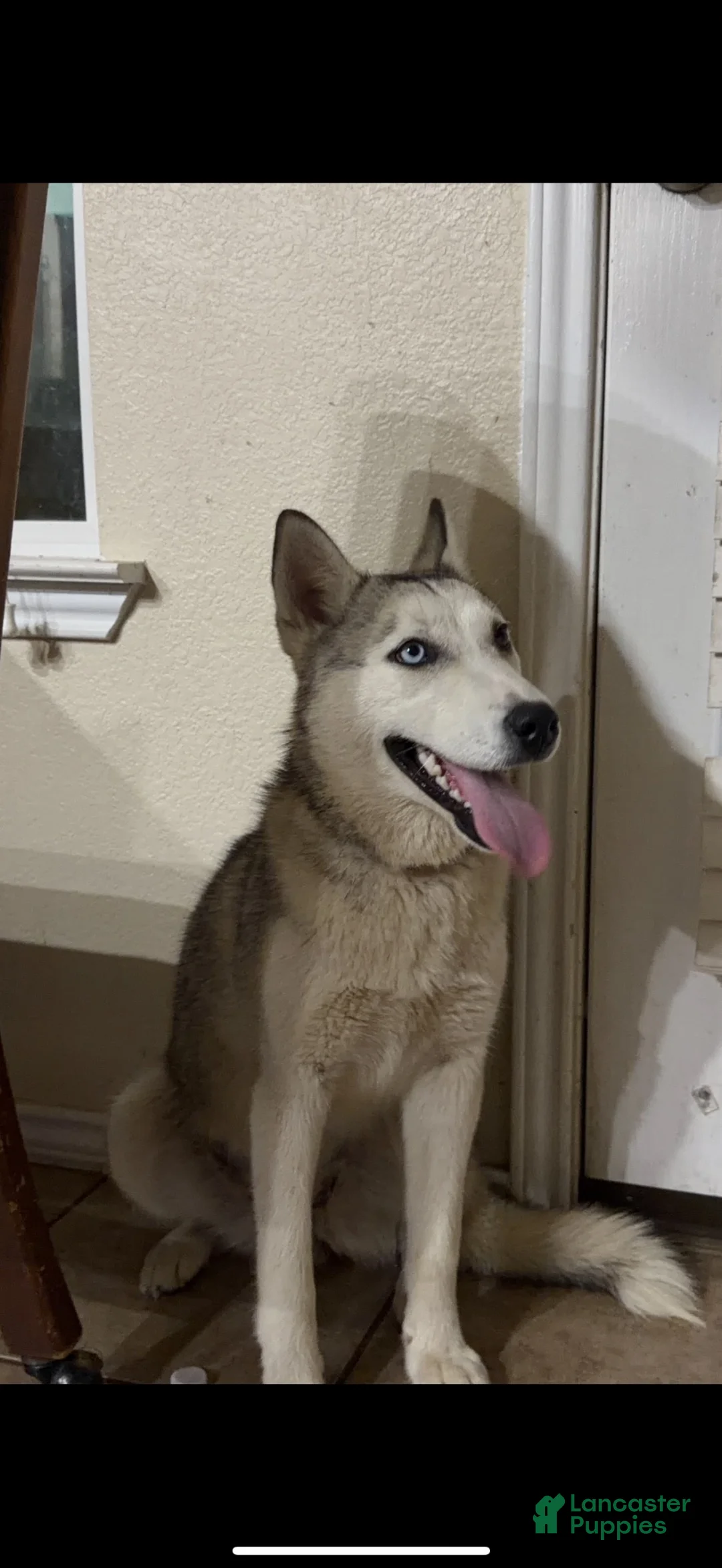 Mixed Breed dogs for sale: Mixed Breed 5 - Ad 2