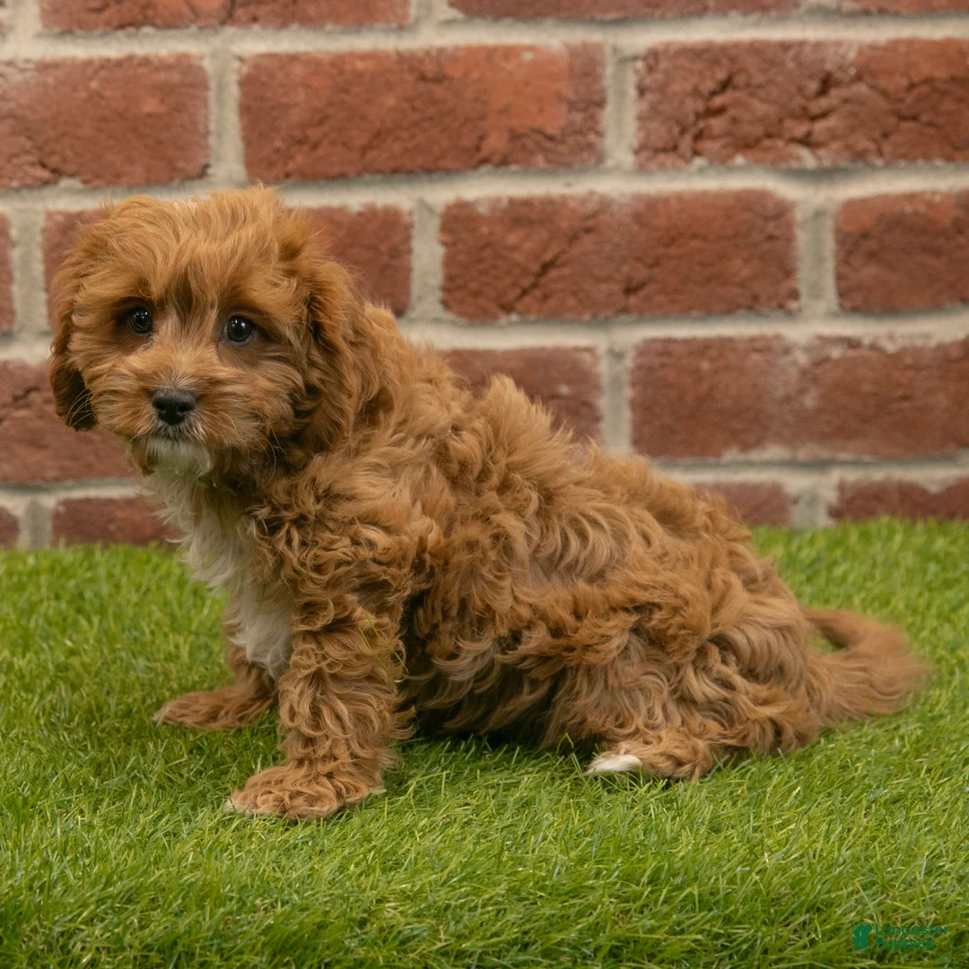 Cavapoo dogs for sale: Baxter - Ad 2