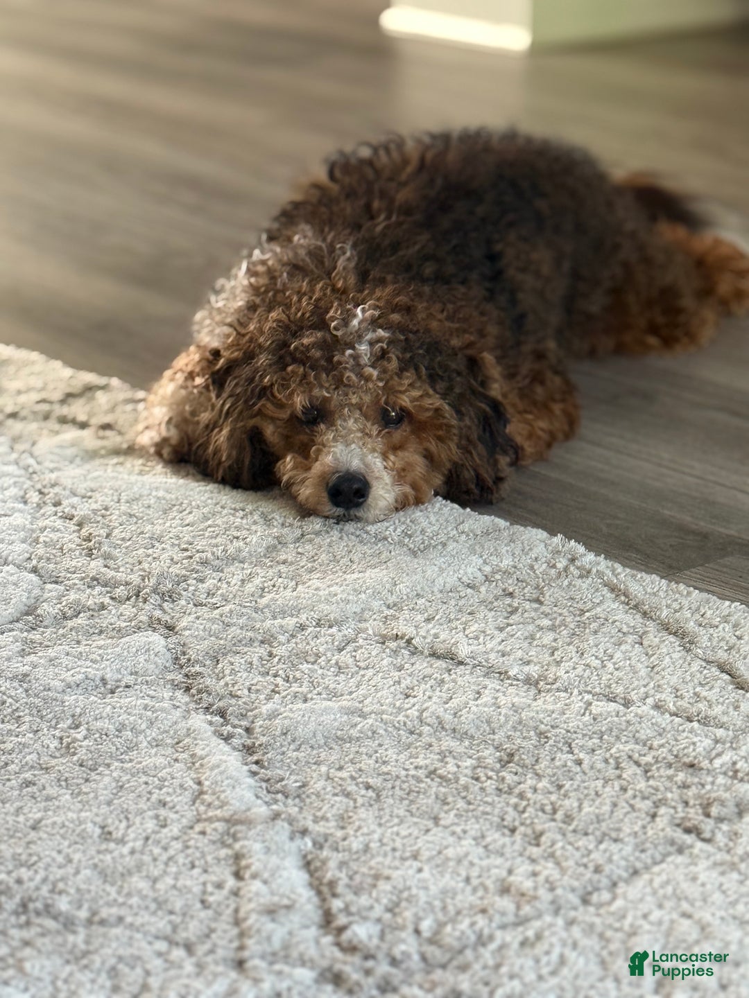 Mini Bernedoodle dogs for sale: Artemis - Ad 8