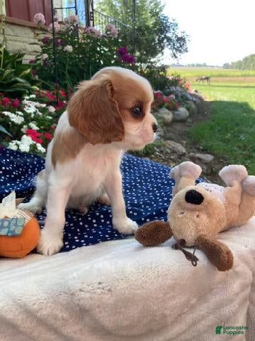 Cavapoo dogs Dewey  - Ad 2