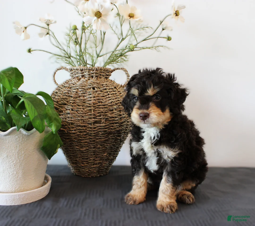 Mini Goldendoodle dogs for sale: Hank - Ad 1