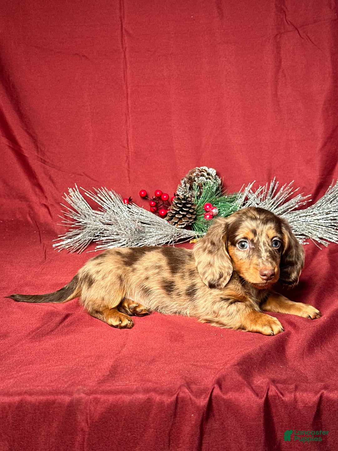 Miniature Dachshund dogs for sale: Hunter - Ad 5