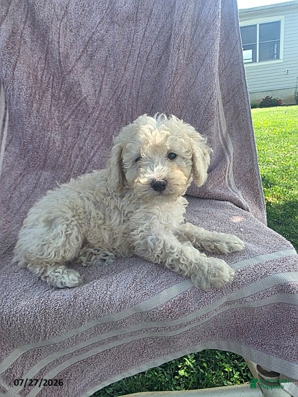 Toy Poodle dogs Pumpkin - Ad 1