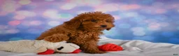 Miniature Poodle dogs for sale: Jamon - Ad 3