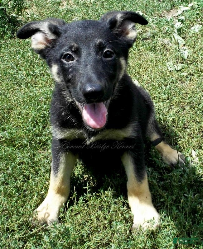 German Shepherd dogs Dixie - Ad 12