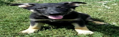 Dixie