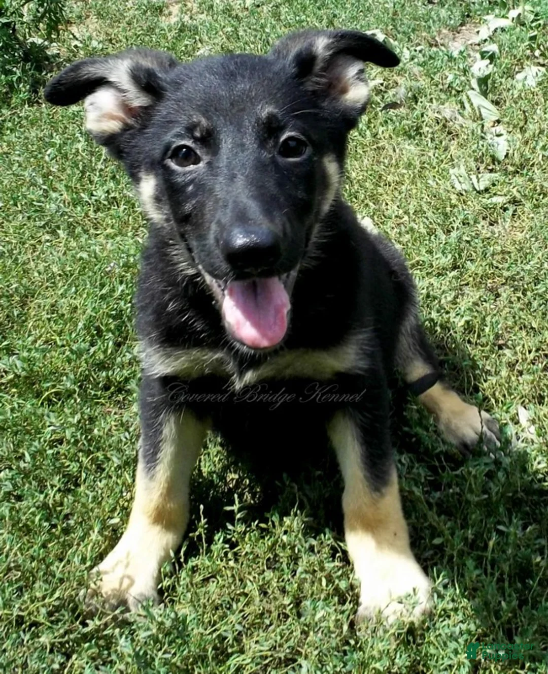 German Shepherd dogs for sale: Dixie - Ad 1