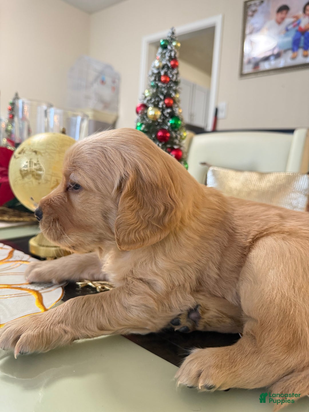 Golden Retriever dogs for sale: Golden Retriever Puppy 1 - Ad 4