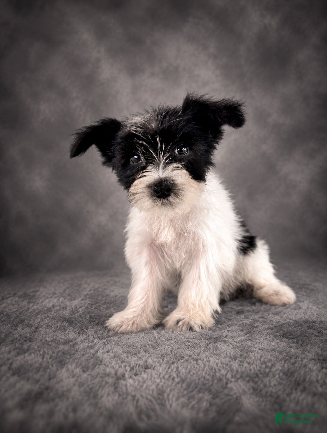 Miniature Schnauzer dogs AKC Susie  - Ad 40